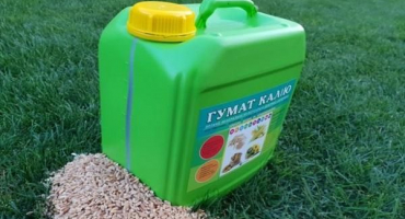 Jaká hnojiva zvolit pro krmení tulipánů při podzimní výsadbě